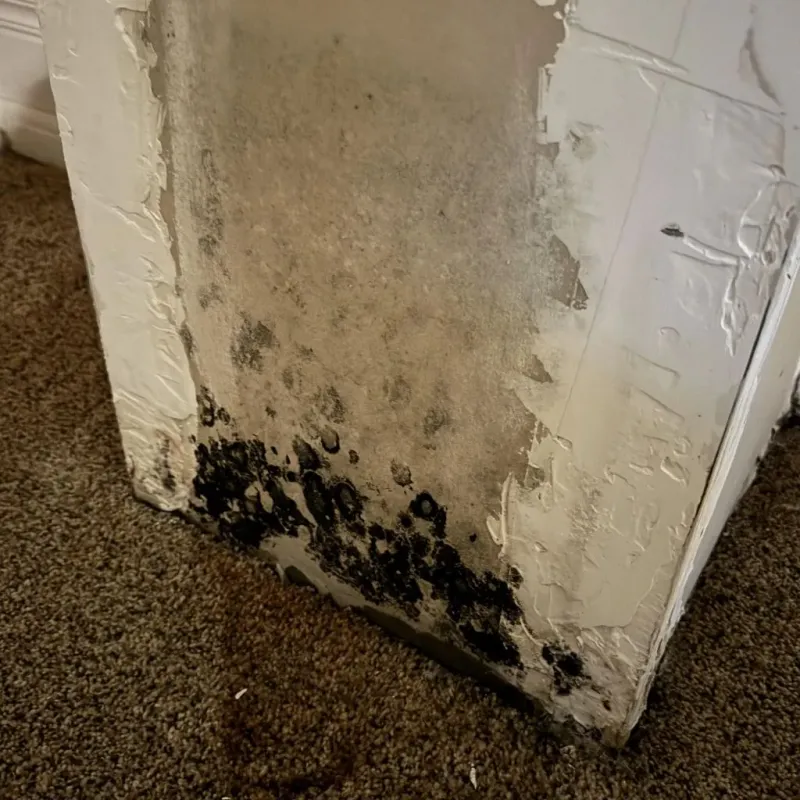 Professional Mold Removal in Terramuggus, CT